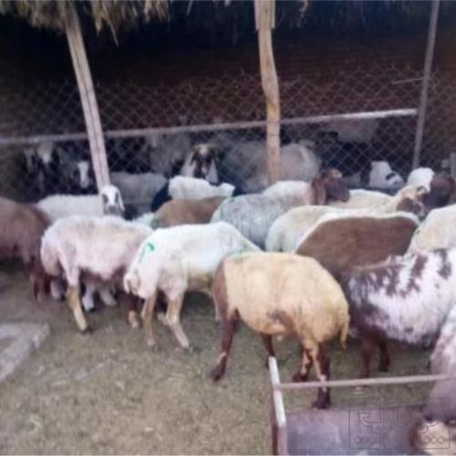خانه و  آشپزخانه - حیوانات - پستانداران