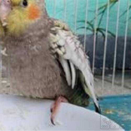 خانه و  آشپزخانه - حیوانات - پرندگان