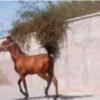 خانه و  آشپزخانه - حیوانات - پستانداران