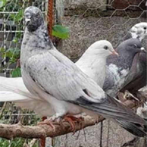 خانه و  آشپزخانه - حیوانات - پرندگان