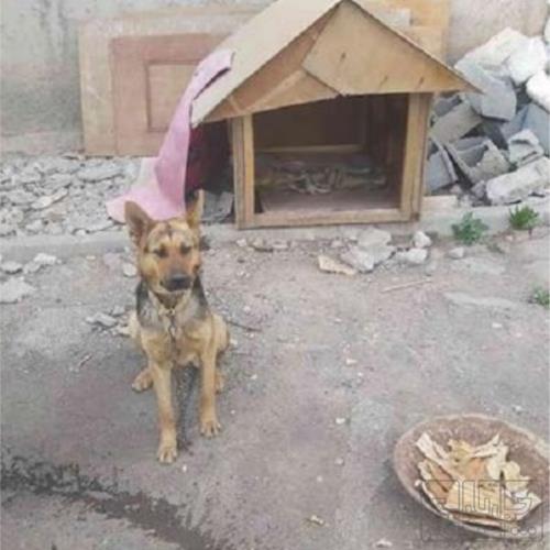 خانه و  آشپزخانه - حیوانات - پستانداران