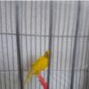 خانه و  آشپزخانه - حیوانات - پرندگان