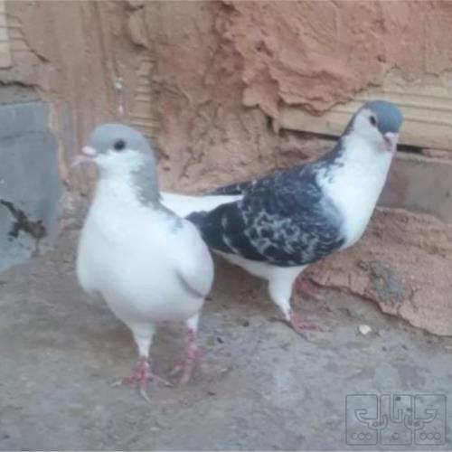 خانه و  آشپزخانه - حیوانات - پرندگان