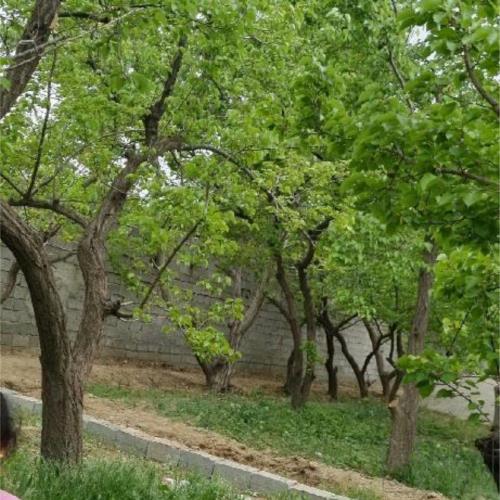 باغ و باغچه - انتقال مالکیت قطعی - ملکی