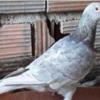 خانه و  آشپزخانه - حیوانات - پرندگان