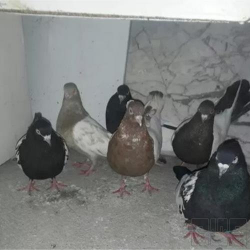 خانه و  آشپزخانه - حیوانات - پرندگان