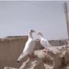 خانه و  آشپزخانه - حیوانات - پرندگان