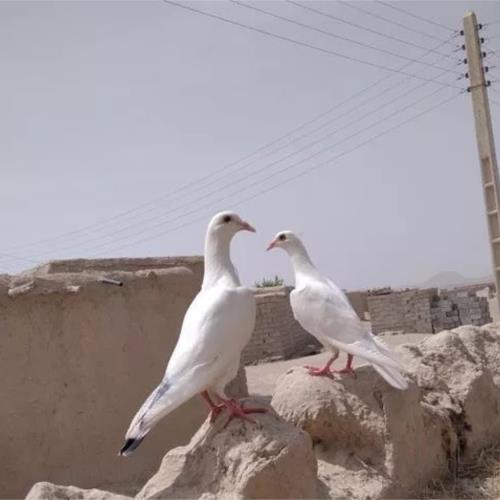 خانه و  آشپزخانه - حیوانات - پرندگان