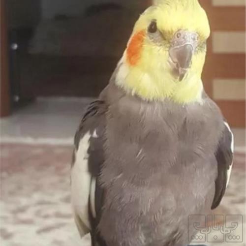 خانه و  آشپزخانه - حیوانات - پرندگان
