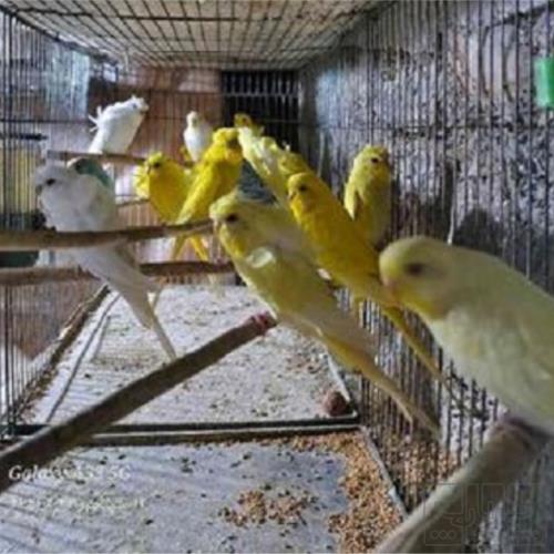 خانه و  آشپزخانه - حیوانات - پرندگان