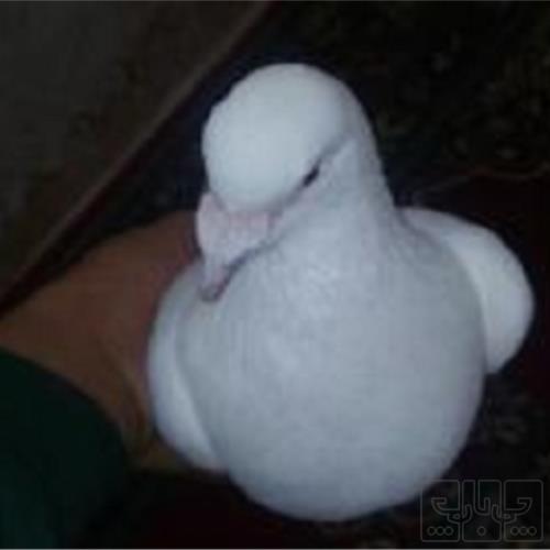 خانه و  آشپزخانه - حیوانات - پرندگان
