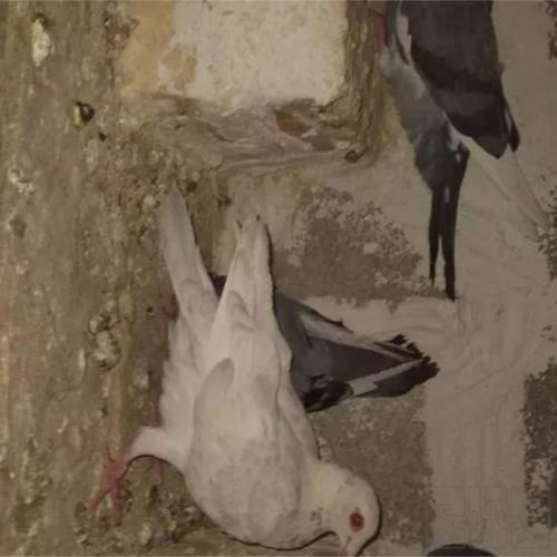 خانه و  آشپزخانه - حیوانات - پرندگان