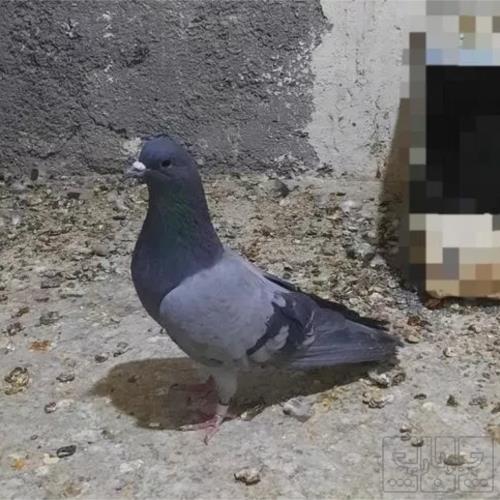 خانه و  آشپزخانه - حیوانات - پرندگان