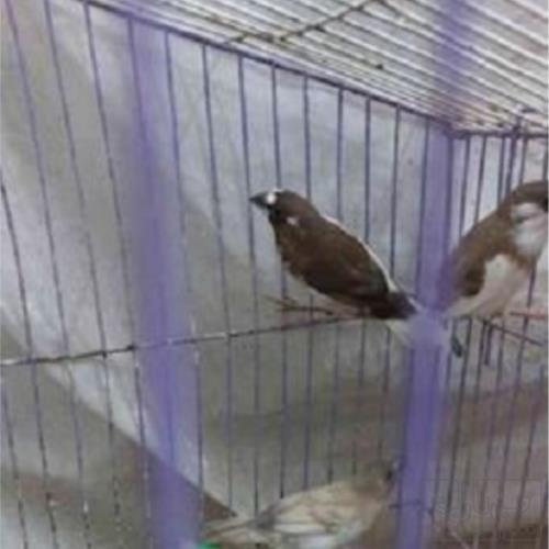 خانه و  آشپزخانه - حیوانات - پرندگان