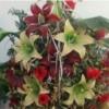 خانه و  آشپزخانه - دکوراتیو - گل و گیاه مصنوعی
