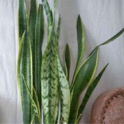 خانه و  آشپزخانه - باغبانی - گل و گیاه طبیعی