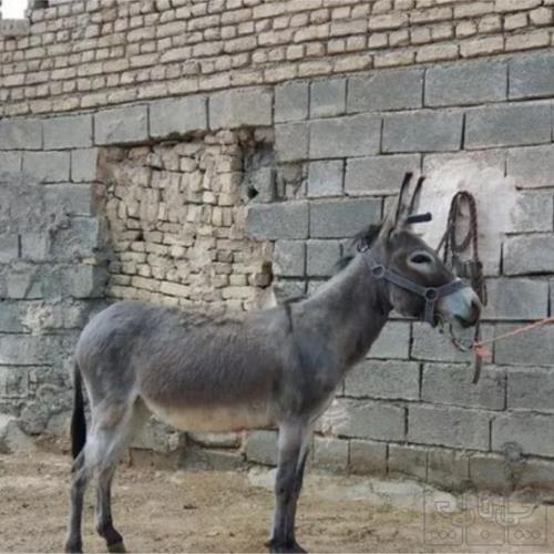 خانه و  آشپزخانه - حیوانات