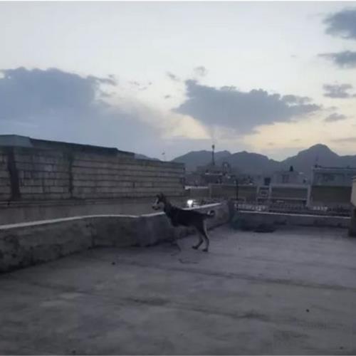 خانه و  آشپزخانه - حیوانات - پستانداران