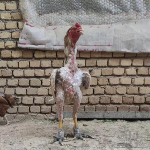خانه و  آشپزخانه - حیوانات - پرندگان