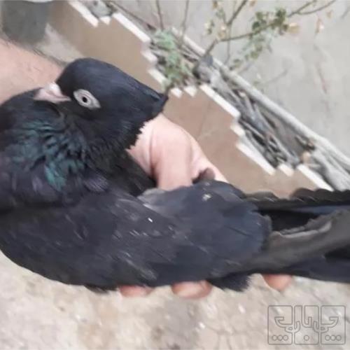 خانه و  آشپزخانه - حیوانات - پرندگان