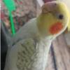 خانه و  آشپزخانه - حیوانات - پرندگان