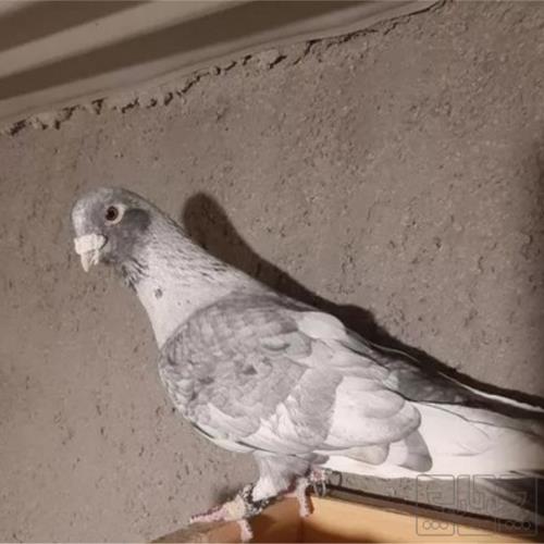 خانه و  آشپزخانه - حیوانات - پرندگان