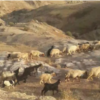 خانه و  آشپزخانه - حیوانات - پستانداران