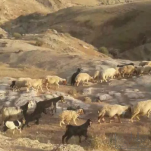 خانه و  آشپزخانه - حیوانات - پستانداران