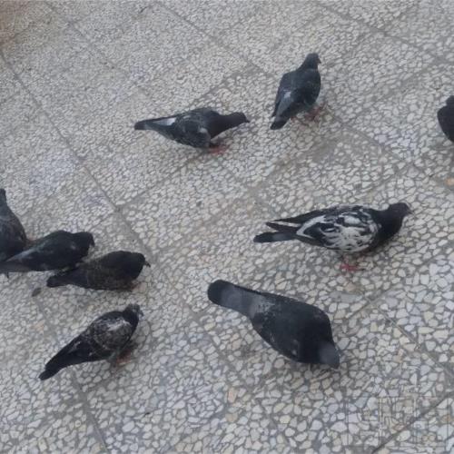 خانه و  آشپزخانه - حیوانات - پرندگان
