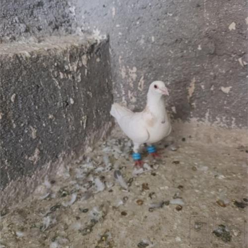 خانه و  آشپزخانه - حیوانات - پرندگان