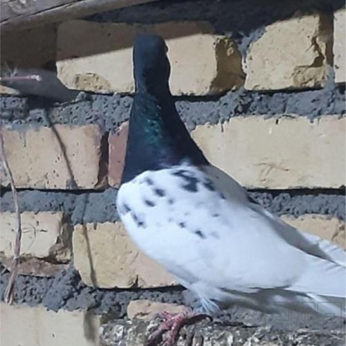 خانه و  آشپزخانه - حیوانات - پرندگان