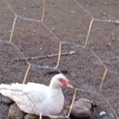 خانه و  آشپزخانه - حیوانات - پرندگان