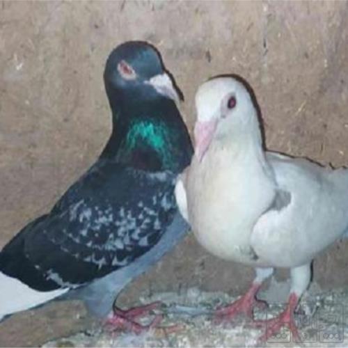خانه و  آشپزخانه - حیوانات - پرندگان