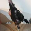 پرندگان