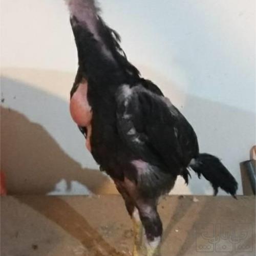 پرندگان