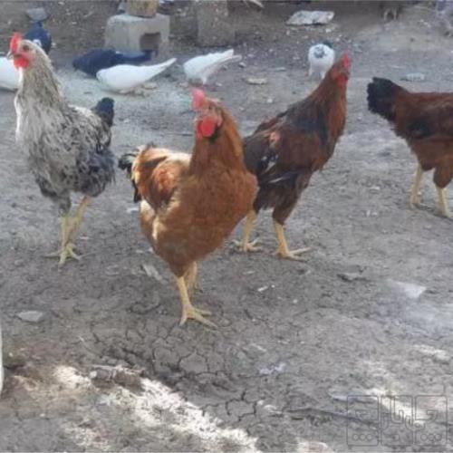 خانه و  آشپزخانه - حیوانات - پرندگان