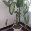 خانه و  آشپزخانه - باغبانی - گل و گیاه طبیعی