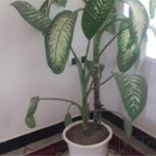 خانه و  آشپزخانه - باغبانی - گل و گیاه طبیعی