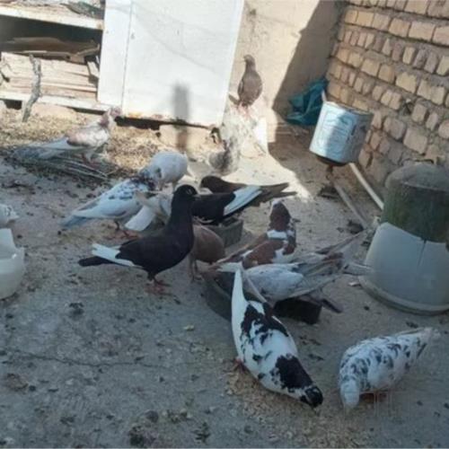 خانه و  آشپزخانه - حیوانات - پرندگان