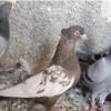خانه و  آشپزخانه - حیوانات - پرندگان