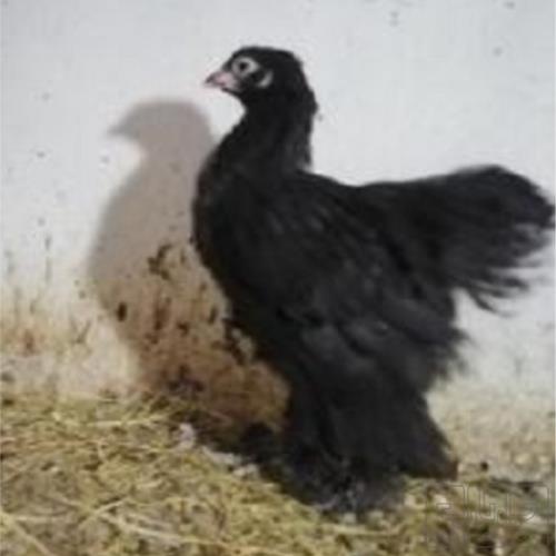 خانه و  آشپزخانه - حیوانات - پرندگان