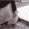 خانه و  آشپزخانه - حیوانات - پرندگان