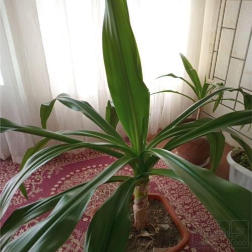 خانه و  آشپزخانه - باغبانی - گل و گیاه طبیعی