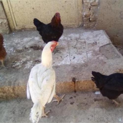 خانه و  آشپزخانه - حیوانات - پرندگان
