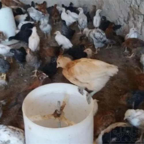 خانه و  آشپزخانه - حیوانات - پرندگان