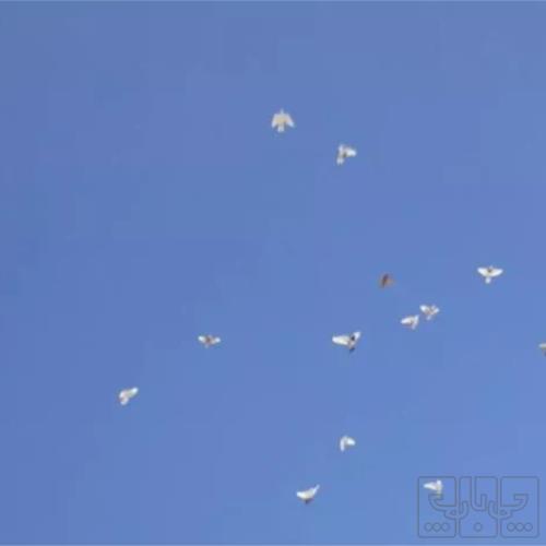 خانه و  آشپزخانه - حیوانات - پرندگان