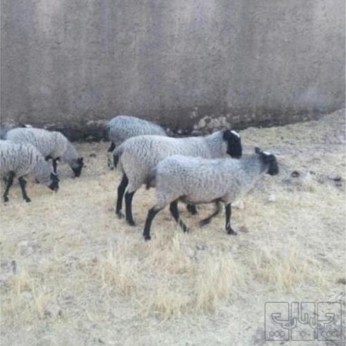 خانه و  آشپزخانه - حیوانات - پستانداران