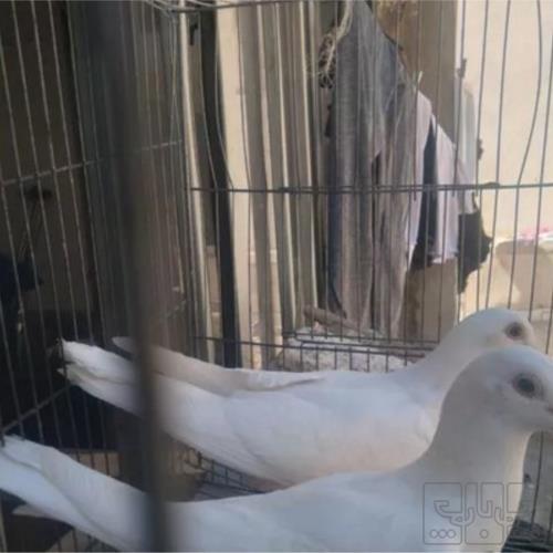خانه و  آشپزخانه - حیوانات - پرندگان