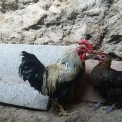 خانه و  آشپزخانه - حیوانات - پرندگان