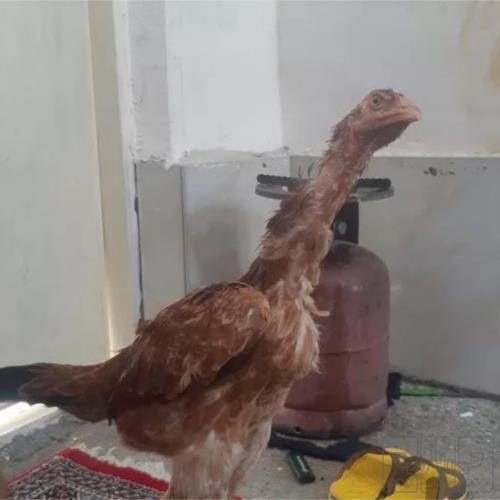 خانه و  آشپزخانه - حیوانات - پرندگان